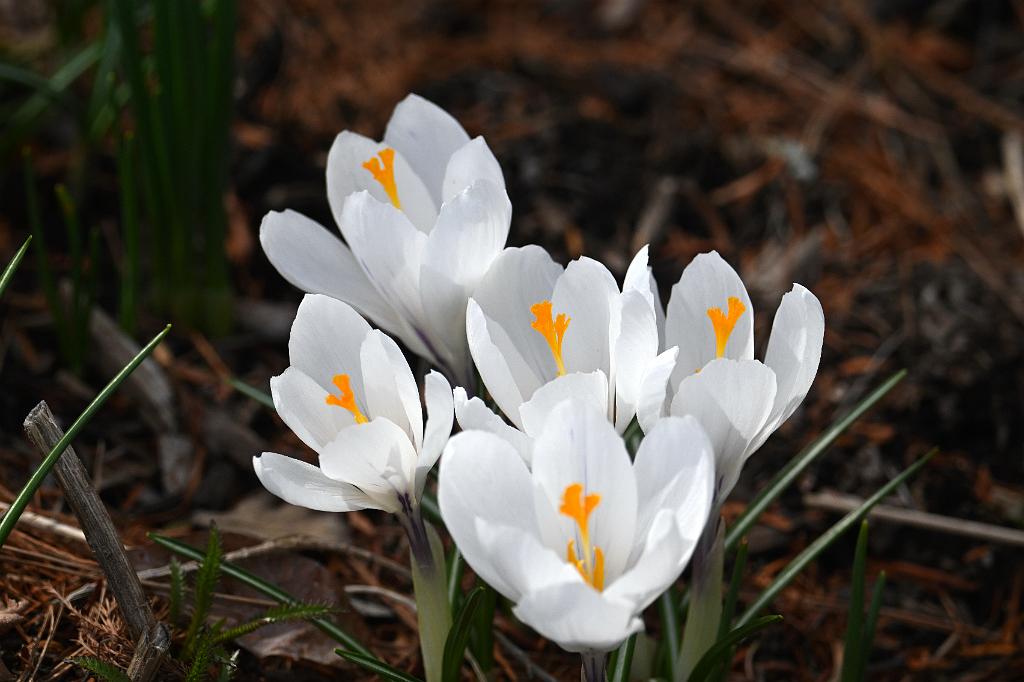 2025-04046244 Tower Hill Botanic Garden, MA.JPG - Crocus. New England Botanic Garden at Tower Hill, MA, 4-4-2025